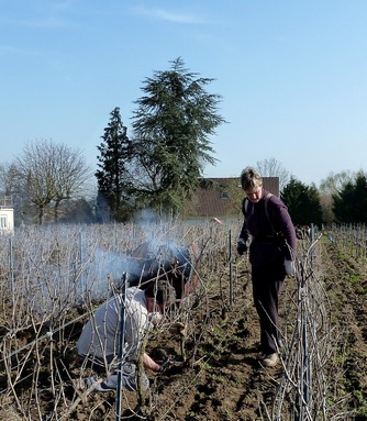 Fin de taille - End of pruning time - Champagne